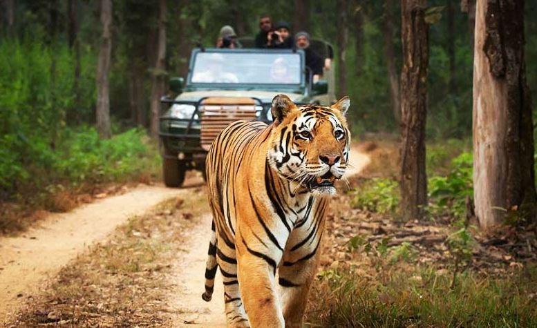 Achieving Peaceful Moments in Tadoba National Park