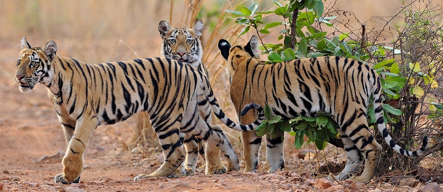 Tadoba Andhari Tiger Reserve: Maharashtra's Wildlife Jewel